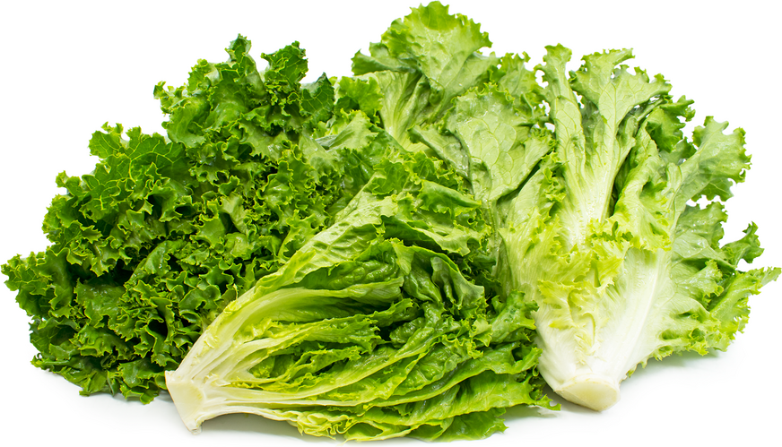 Green Leaf Lettuce