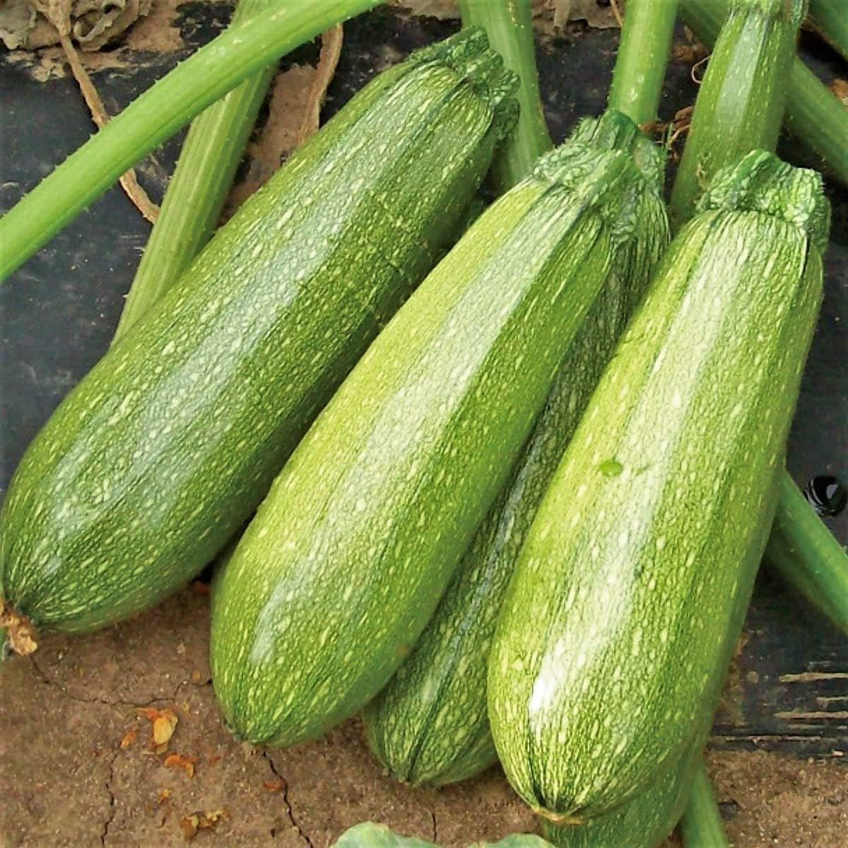 Mexican "Gray" Squash