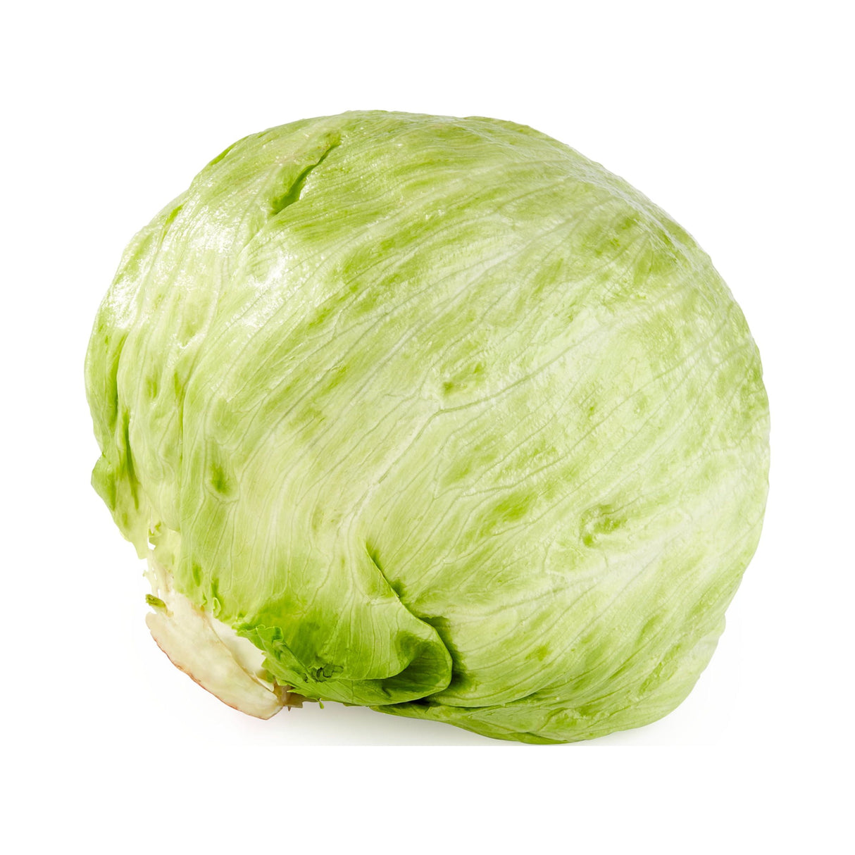 Iceberg Lettuce