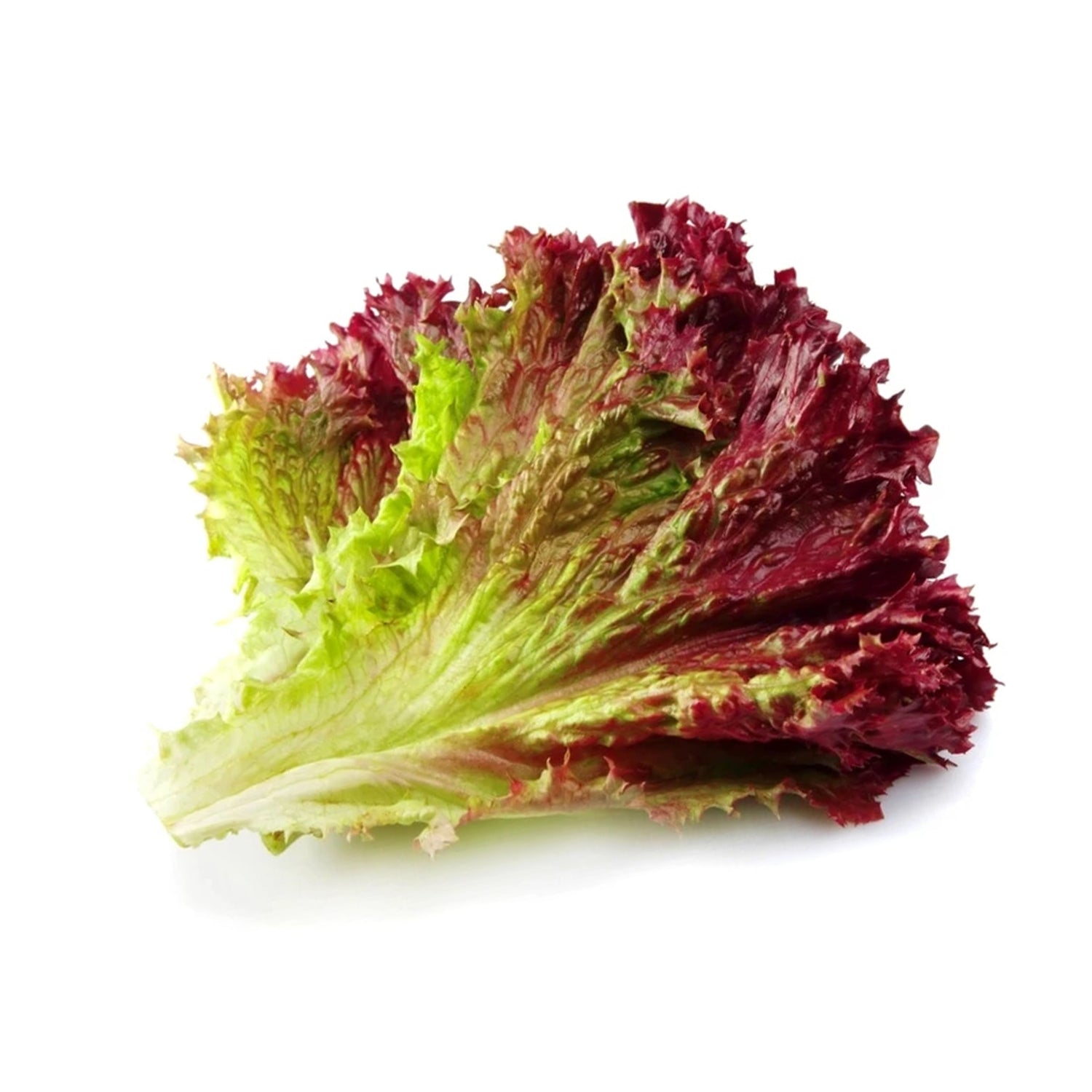 Lettuce: Red Leaf