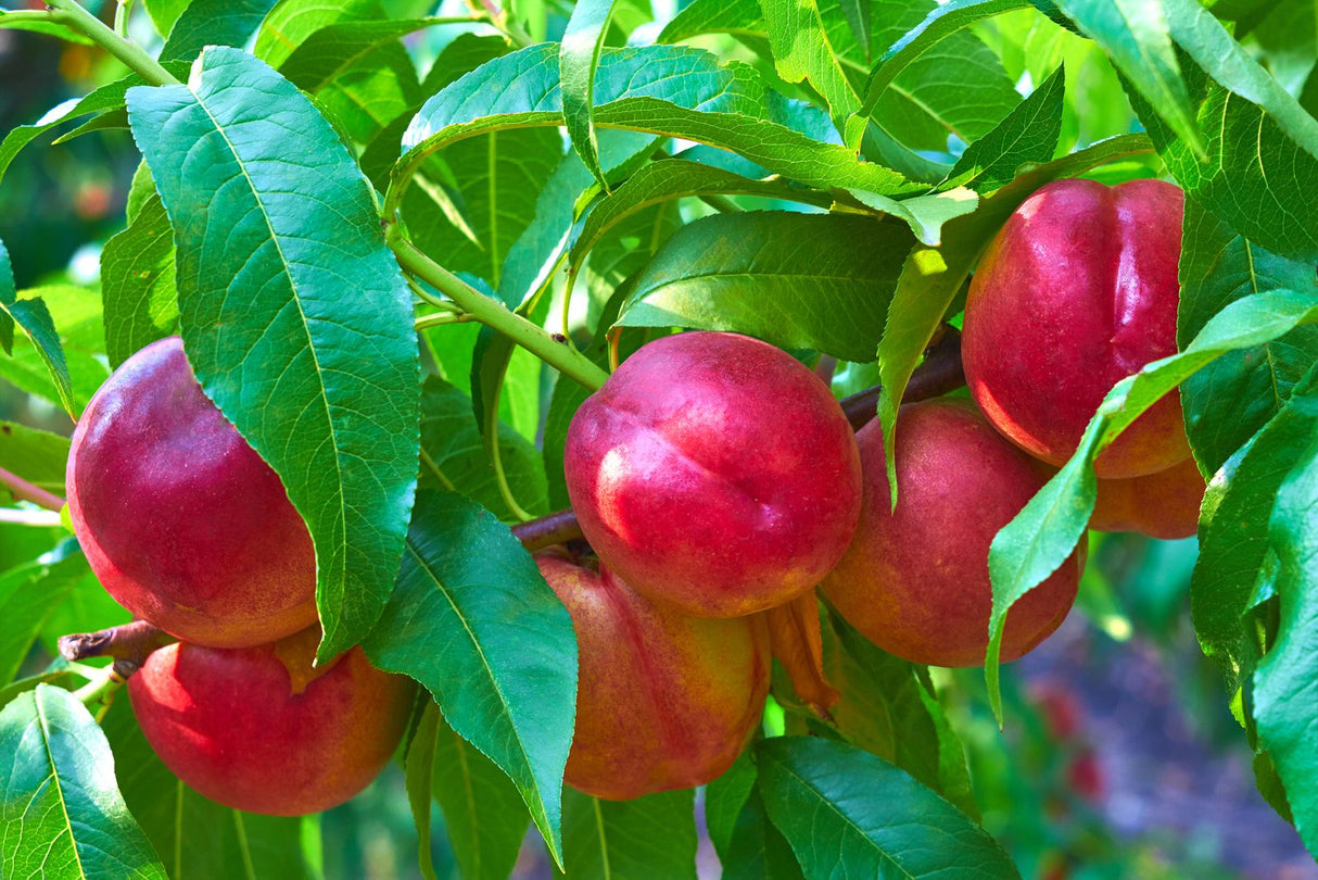 Nectarines