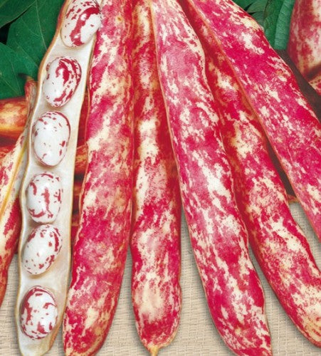 Romano Beans