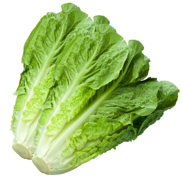 Romaine