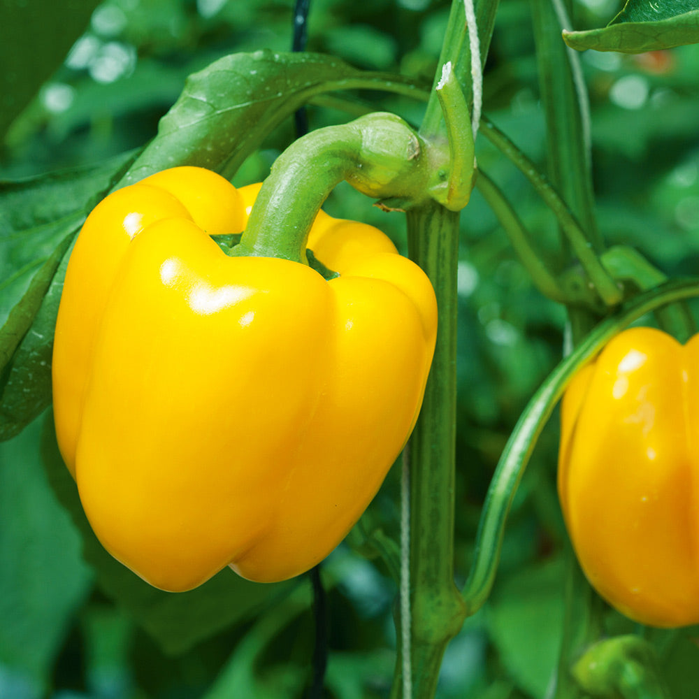 Gold Bell Peppers