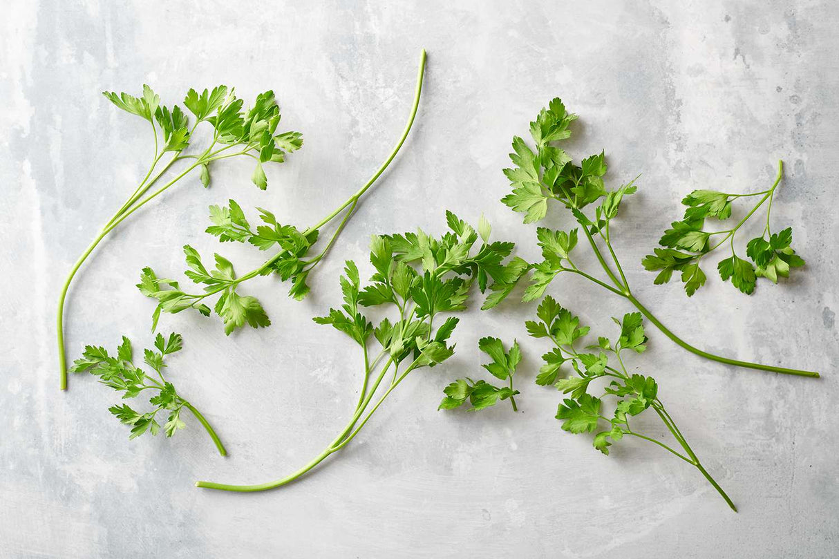 Italian Parsley