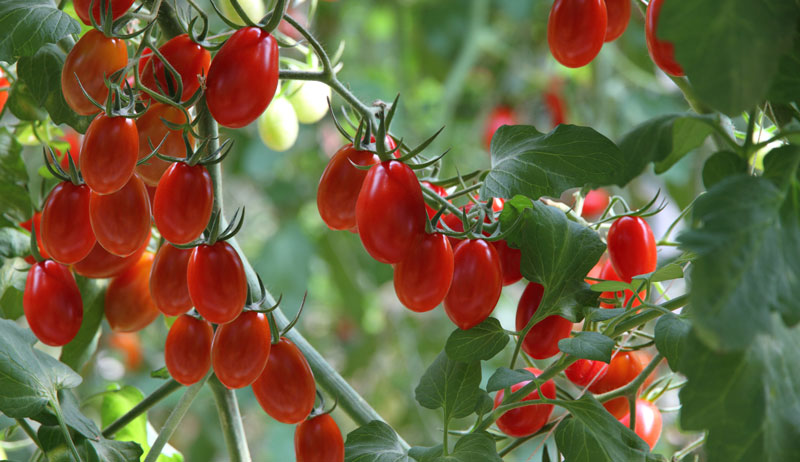 Grape Tomatoes