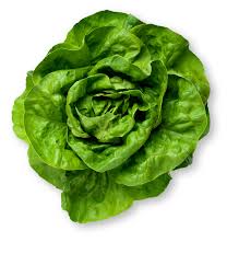 Butter Lettuce