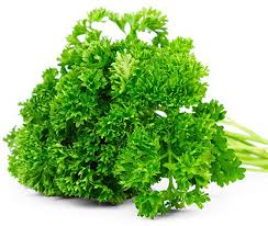 Curly Parsley (American)