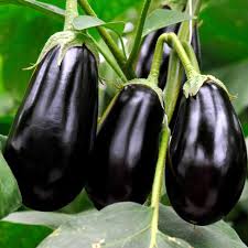 Italian Eggplants