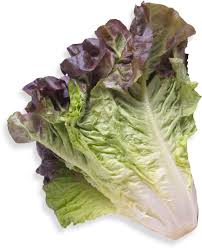 Red Leaf Lettuce