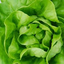 Butter Lettuce