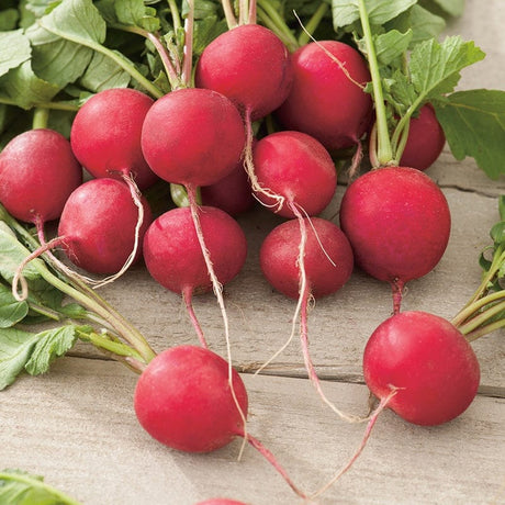Radish