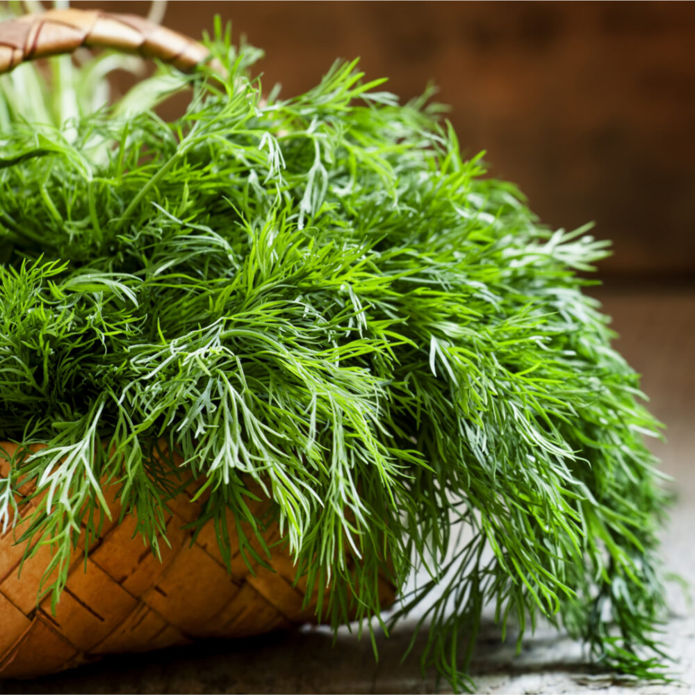 Dill