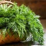 Dill