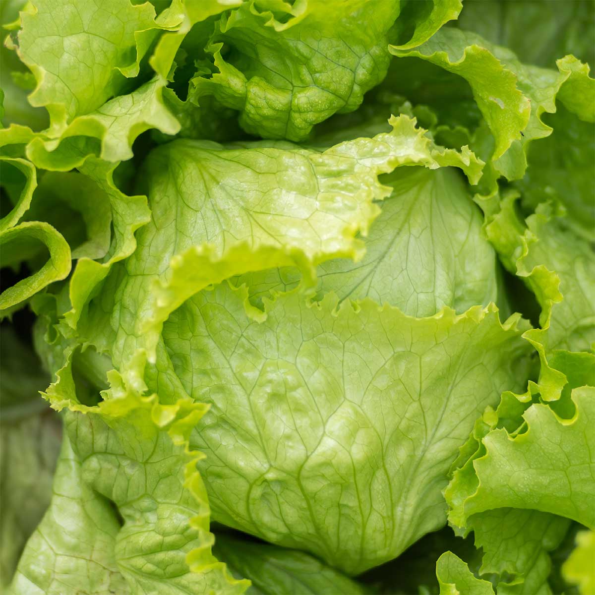 Iceberg Lettuce