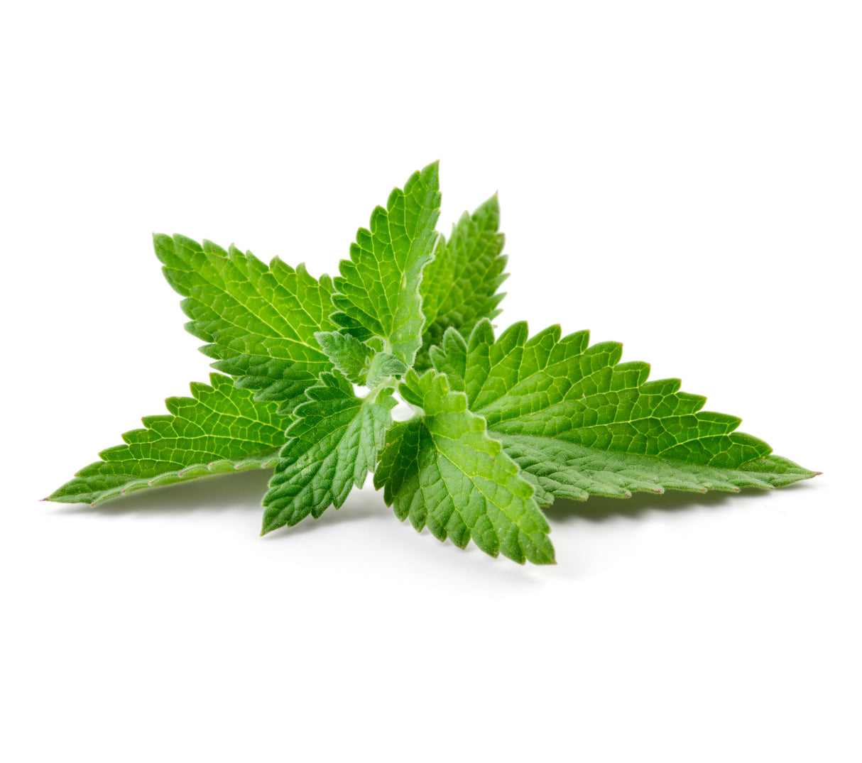 Mint
