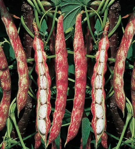 Romano Beans