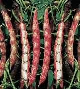 Romano Beans