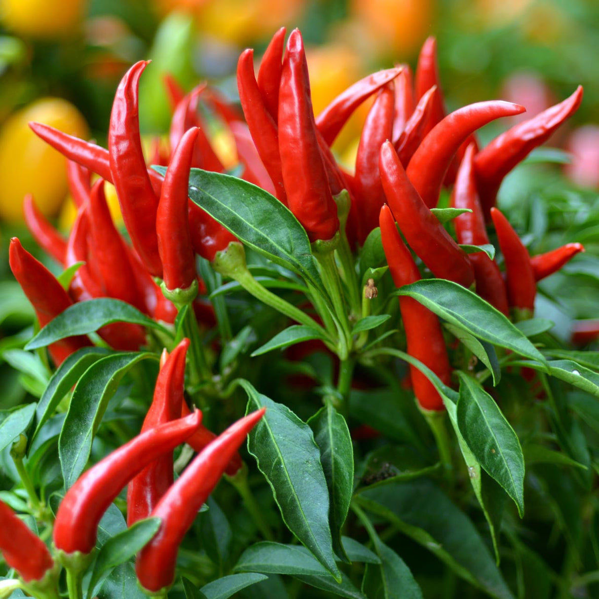 Thai Peppers