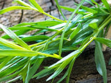 Tarragon