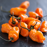 Habanero Peppers