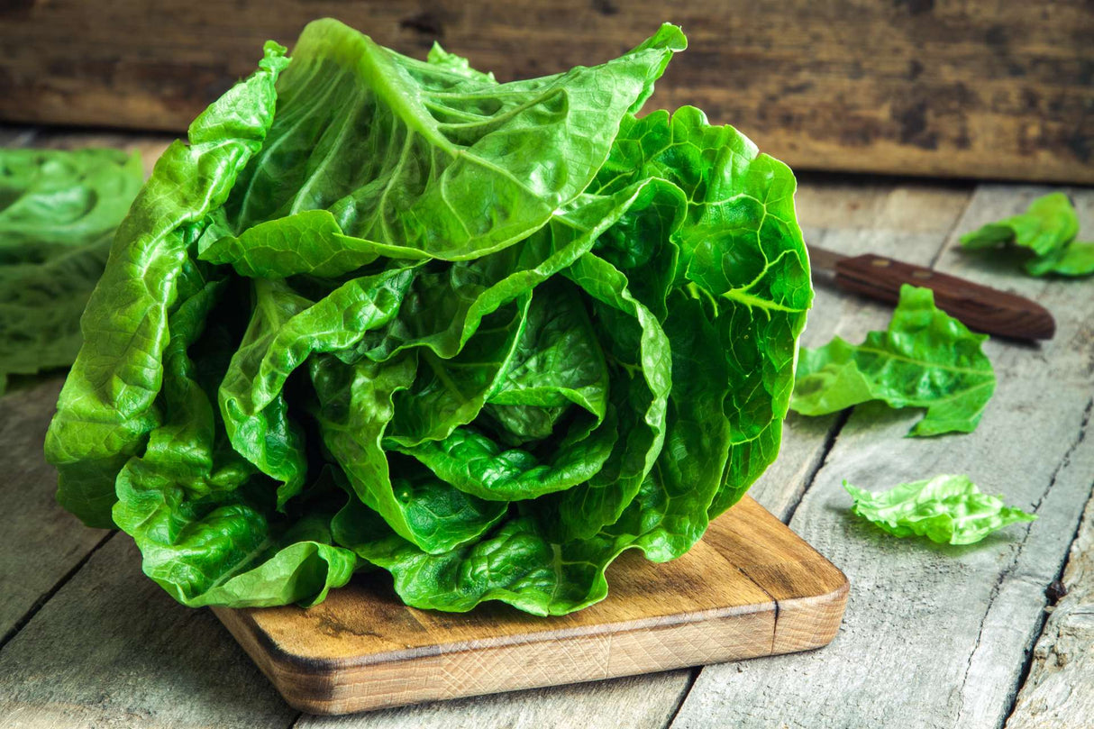 Butter Lettuce