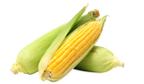 Corn