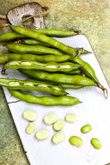 Fava Beans
