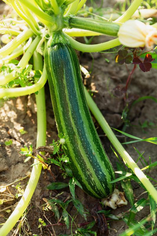 Italian Zucchini