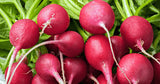 Radish
