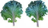 Kale
