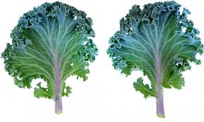Kale