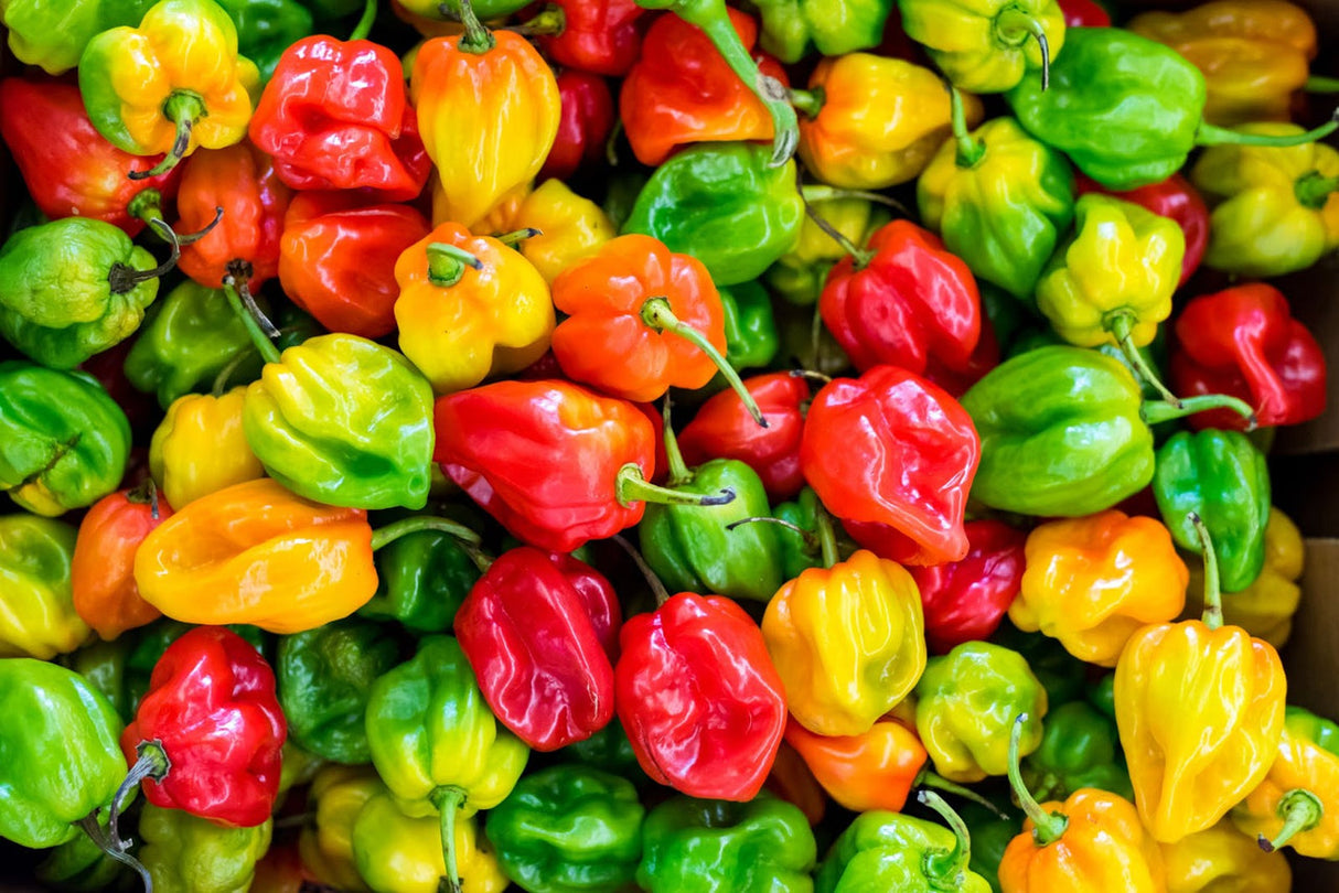 Habanero Peppers