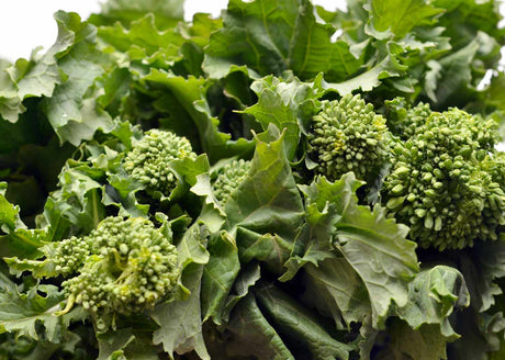 Rapini / Broccoli Rabe