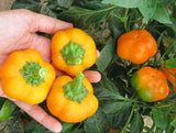 Gold Bell Peppers